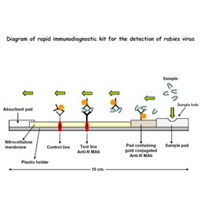 Antibody