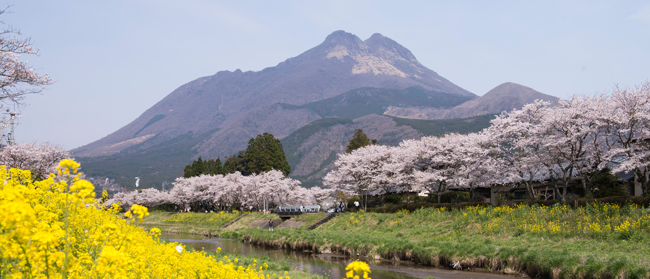 由布岳と桜と菜の花