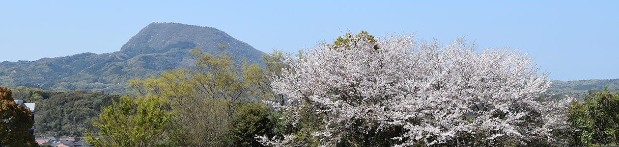 桜と高崎山