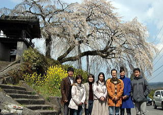 安楽寺桜2009