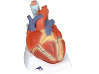 心臓模型7
