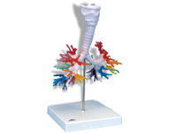 気管支樹CTモデル
