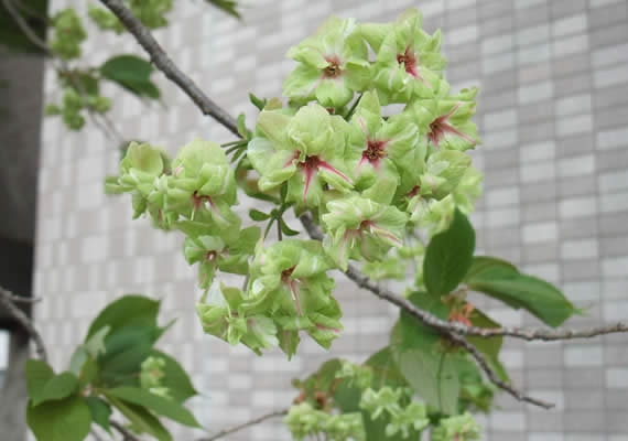 こちらは、かなり紅色になってきました。そして葉の色も茶色から緑色になり、花が散っていきます。