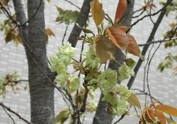 開花から時間が経つにつれて、花の中央が紅色になってきます。こちらは、まだ薄いピンクです。