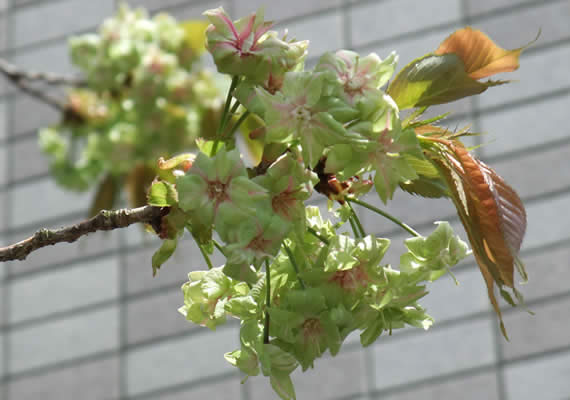 時間の経過とともに、花の中央部分に紅色が出てきます。