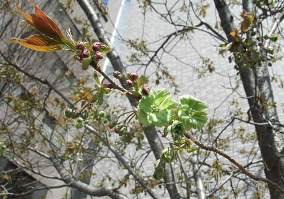 今年も開花していました。