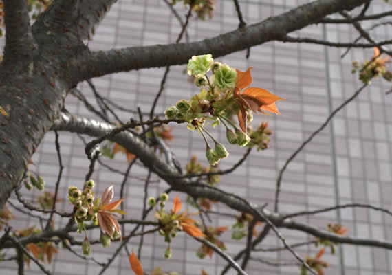 御衣黄の開花です！