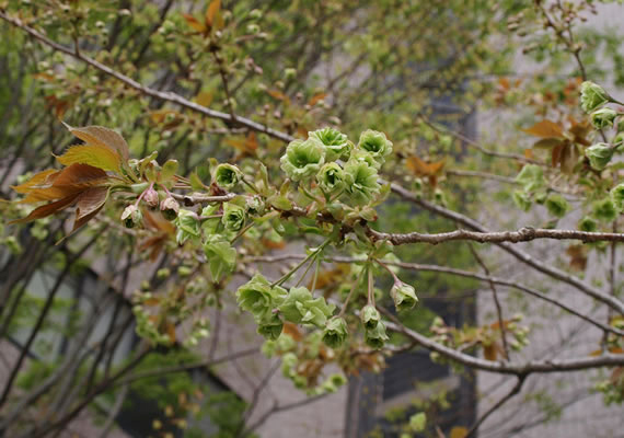 ６分咲きぐらいでしょうか？今年も元気に咲いてくれました！