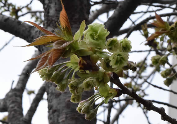 3月の終わりから20℃前後の暖かい日が続き、今年は早目の開花？と思われましたが、つぼみが膨らみ始めた頃からぐずついた日が続き、去年と同じ3日の開花となりました！