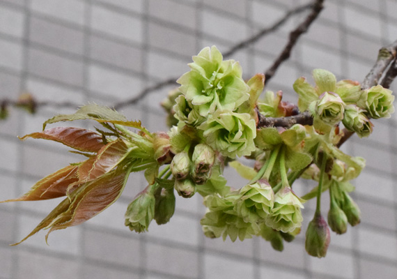 今年の御衣黄の開花は、昨年より4日遅れの4月7日となりました。6日に見た時は、明日か明後日かと思われた蕾でしたが、7日に気温がぐっと上がり一気に咲いたようです。※ちなみに撮影したのは8日です。花弁が開ききっているものもあり、7日開花と判断しました。