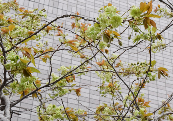 満開！遠目で見たらただの木？と思われるのが残念。最初は花弁が緑で葉が茶色。徐々に花弁が薄いピンクで葉が緑になります。ぜひ近くで見ていただきたいです。