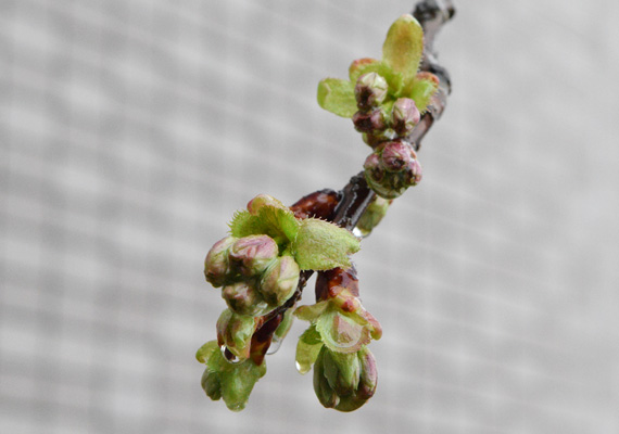 今年は桜の開花が遅れたように御衣黄の開花も遅れています。昨日から降り続く雨で気温も上がりませんが、雨が止むと一気に咲きそうな気配です。