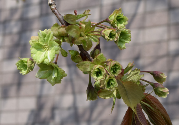 4月3日(火)に撮影しました。全体的に6～7分咲でした。今年は早めの開花となったようです。