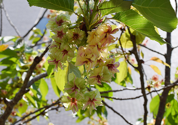 4月6日に開花した花も徐々に中心が濃いピンク色になり、花弁も薄いベージュとなって散っていきます。