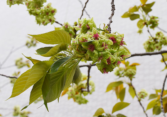 開花したばかりの花弁は淡い緑色で、最盛期を過ぎる頃には花びらの中心部が赤く染まっていき、徐々に周りが白っぽく変化していきます。