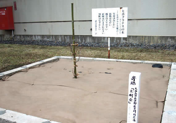 植樹の2日後です。