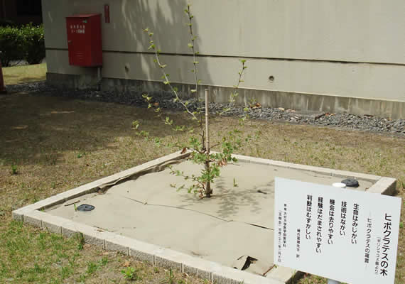 今年の春も芽を出しました。