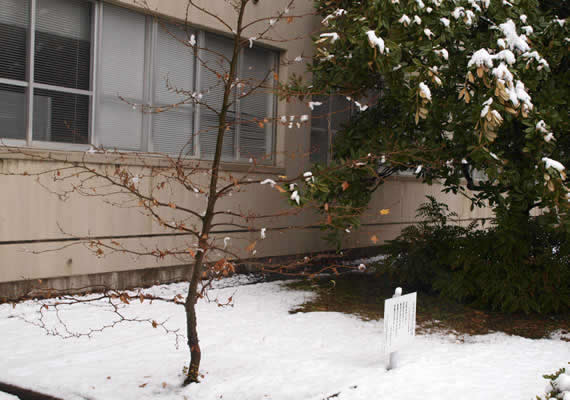 何年かぶりの大雪に見舞われ、ヒポクラテスの木の周りも真っ白に雪化粧されていました。少しだけ残った葉が寒さを倍増させるようです。