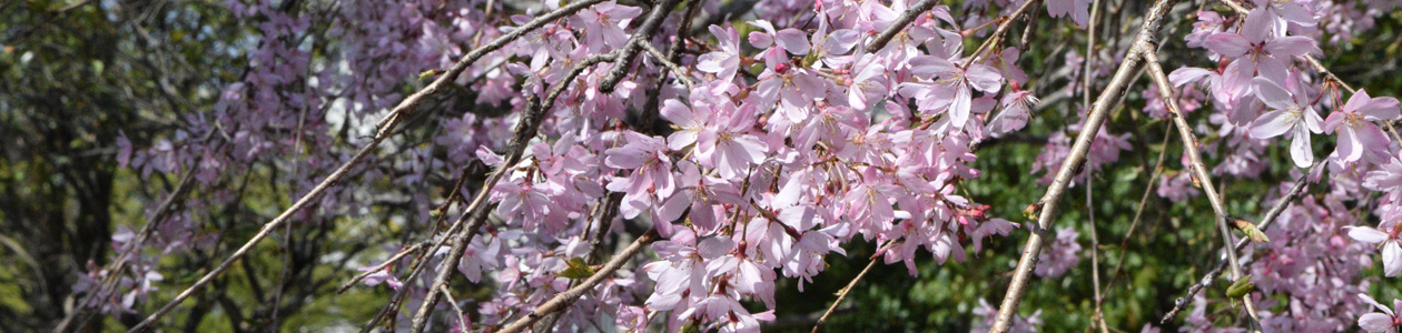 しだれ桜