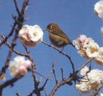mejiro