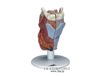 喉頭模型