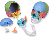 頭蓋骨模型マルチカラー